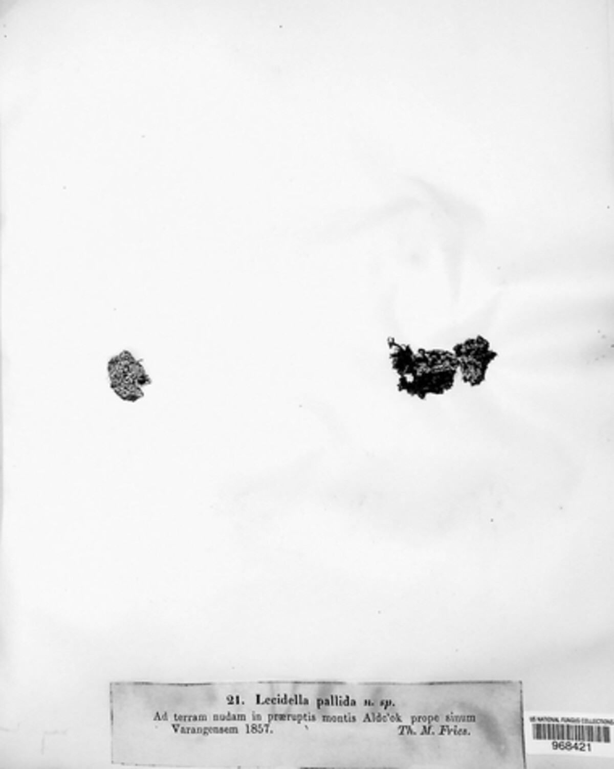 Lecidella pallida image